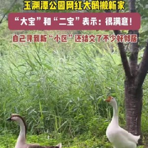 网红大鹅,从田间到网络，一只鹅的传奇之旅