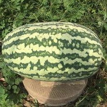 寿光网红大瓜,一场网络舆论的风暴